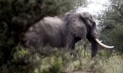Bush elephant