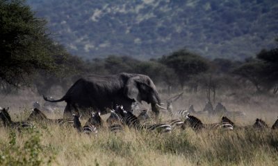 Bush elephant stampede