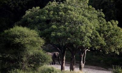 Bush elephant
