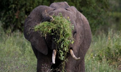 Bush elephant