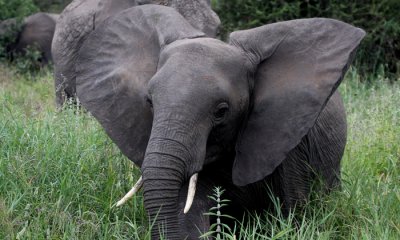 Bush elephant
