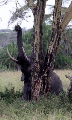 Elephants and Hippos