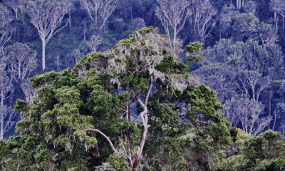 Ngorongoro Slope Conservation Area 