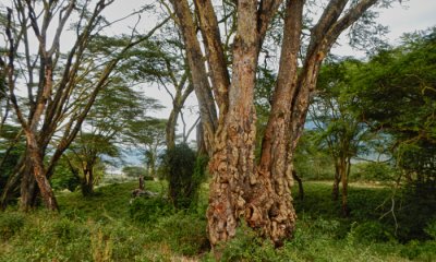 Ngorongoro Crater Lerai Forest