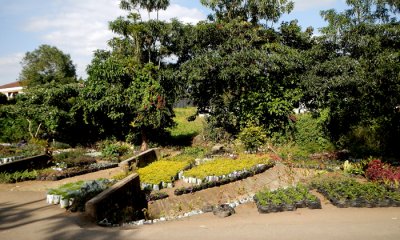 Arusha Garden Sales