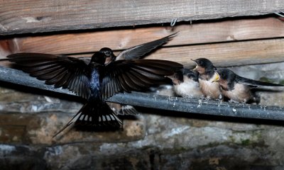 Song Birds of Riverwood