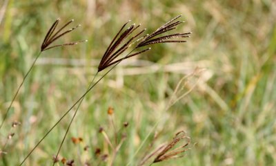 Ngorongoro Crater Grass