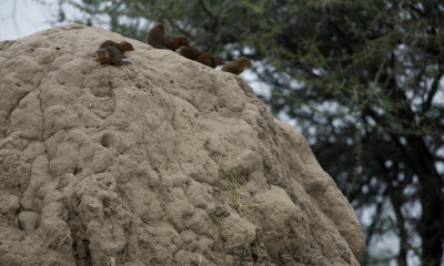 Dwarf mongoose on termite mound