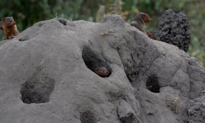 Dwarf mongoose on termite mound