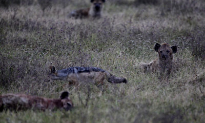 Hyenas & Black-backed jackal