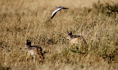 Wild dogs, Jackals, Hyenas and Mongoose