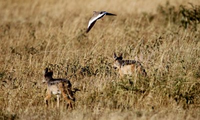 Black-backed jackal w Crowned plover