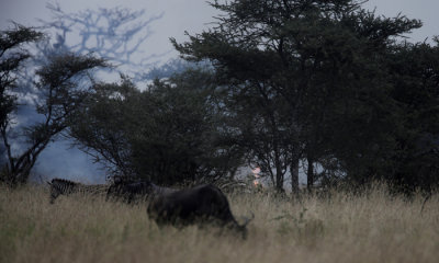 Bush fires, Serengeti