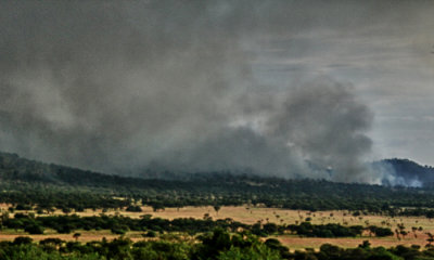 Bush fires, Serengeti