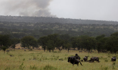 bush-fires-12-019.JPG