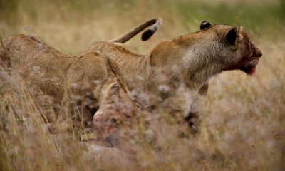 Lioness with wildebeest kill
