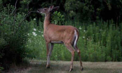 White-tailed deer