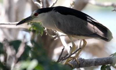 Black-crowned nightheron