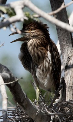 Black-crowned nightheron