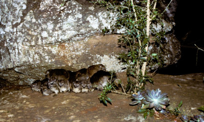 Bush hyrax huddle at night