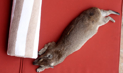 Bush hyrax lounging around
