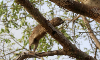 Bush hyrax leaping