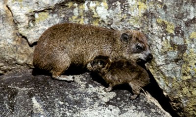 Small Critters