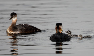 Red-necked Grebe