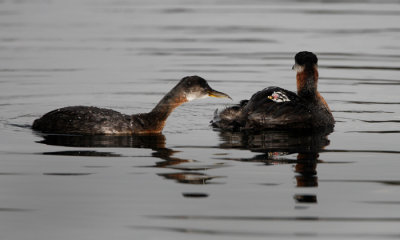 Red-necked Grebe