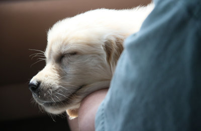 Gracie - 7-1/2 Weeks Old