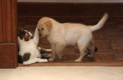 Gracie (2 months old) playing with Daisy