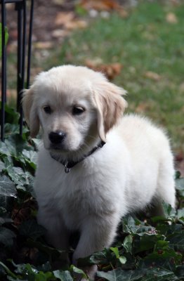 Gracie exploring our backyard