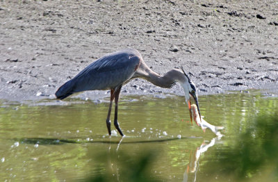 Great Blue Heron Eating a Fish