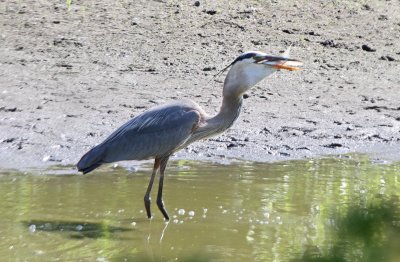 Great Blue Heron Eating a Fish