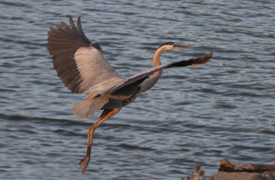 Great Blue Heron