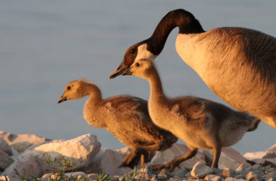 Canada Goose with her Goslings
