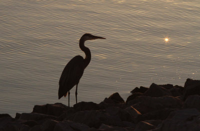 Great Blue Heron