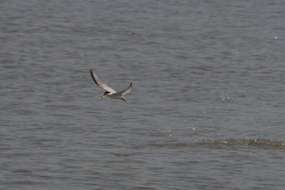 Least Tern Diving for Fish