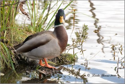 Canard Colvert