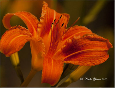 Fleurs