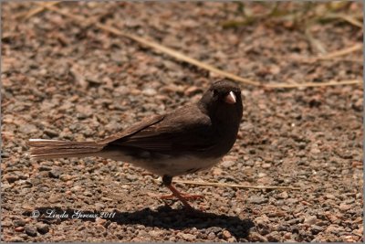 Junco Ardois