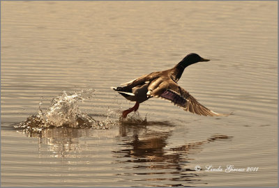 Canard Colvert