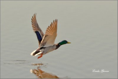 Canard Colvert