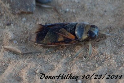 KIRBY'S BACKSWIMMER