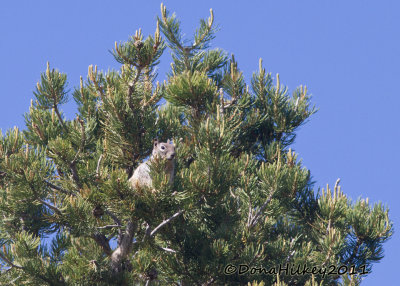 ROCK SQUIRREL