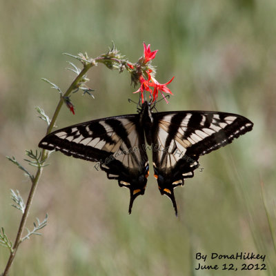 PALE SWALLOWTAIL