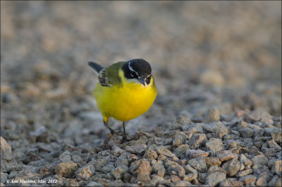 AM_03282012_Y Wagtail_010 - email.jpg