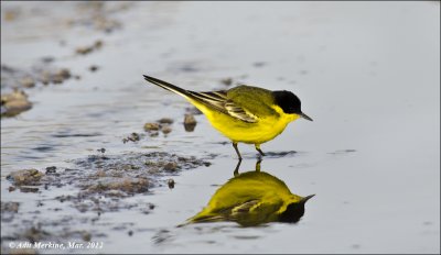 AM_03312012_Y Wagtail_012 - email.jpg