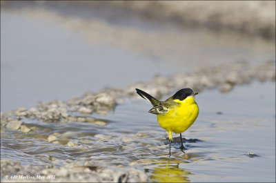 AM_03312012_Y Wagtail_014 - email.jpg