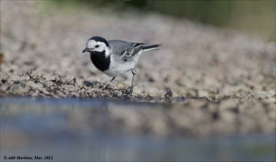 AM_03282012_W Wagtail_001 - email.jpg